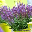 Afbeelding van VP Salvia Nemerosa P19 Violet